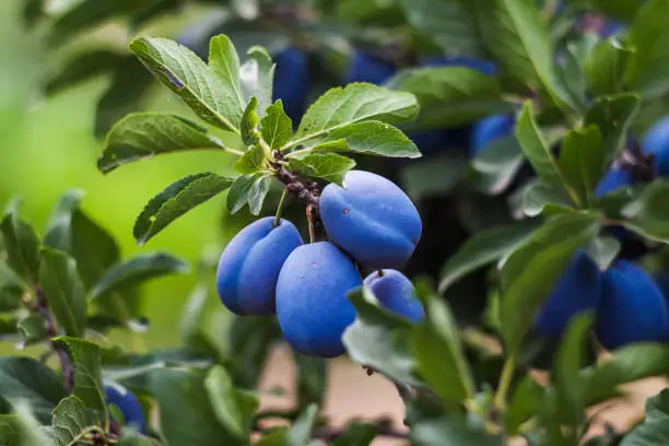 Photo of closeup of crop of plums on the tree