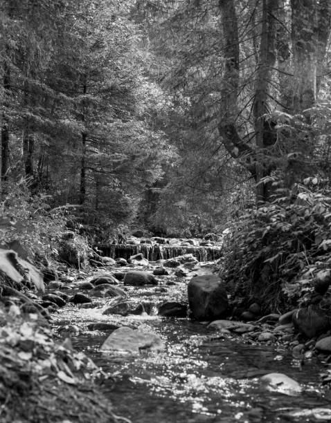 istock forest landscape with rocks on a sunny day black and white 969684262