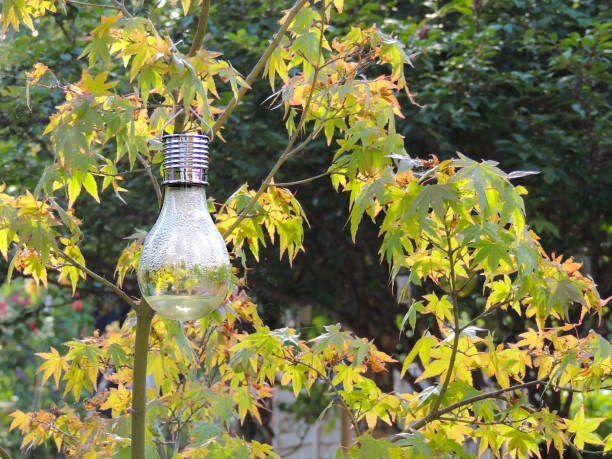 Decorative Lightbulb in a Japanese Maple Tree stock photo