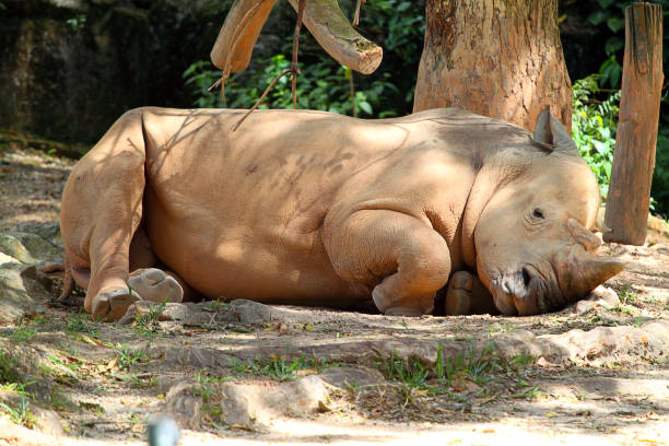 istock Rhino / rhinoceros 969692186