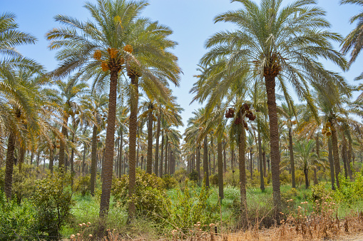 Palm trees in Iraq