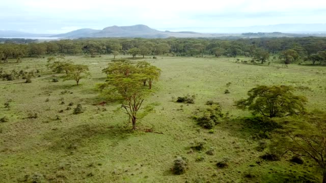 aerial view of african savannah in Kenya