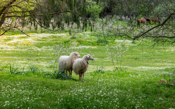 istock two sardinia sheep in the field in sardinia 969693240