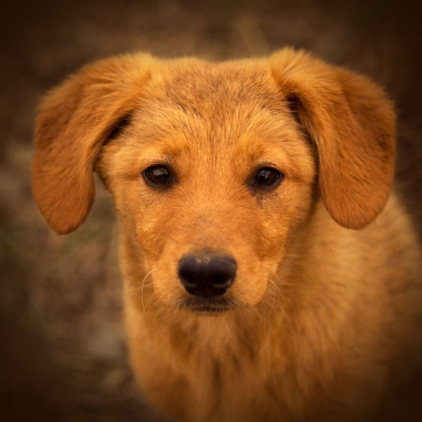 istock cute brown puppy portrait 969695556