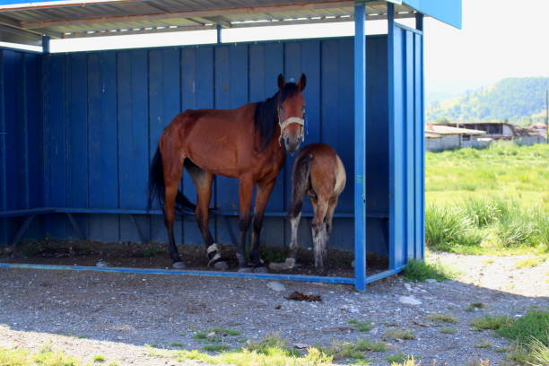 Horse Shelter Stock Photos, Pictures & Royalty-Free Images - iStock