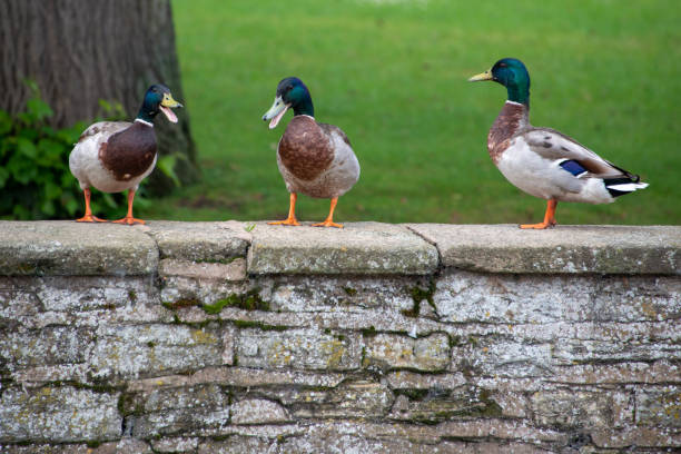 funny picture of three ducks in a row with two ducks laughing at the third one which looks bemused