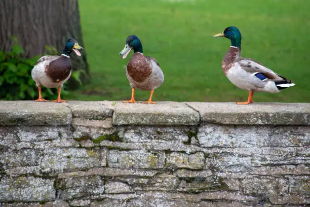 Photo of three mallard ducks stood on a wall apprarently having a conversation