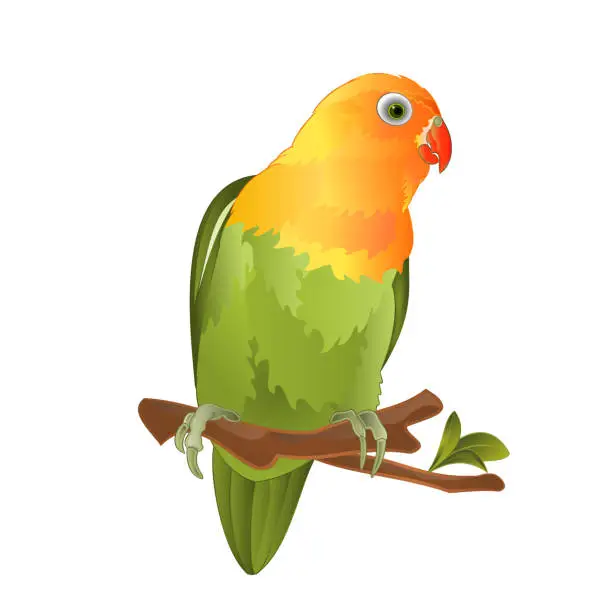 Vector illustration of Parrot Agapornis lovebird tropical bird  standing on a branch on a white background vector illustration editable