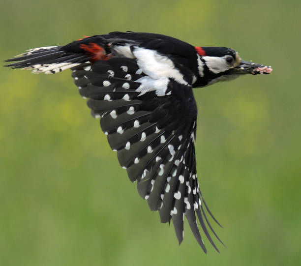 istock Great Spotted Woodpecker in flight 969704736