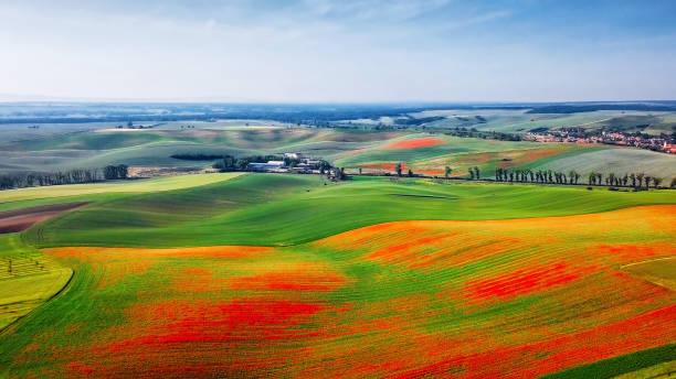 luftaufnahme von mohn auf grünen hügeln, mähren, tschechien - landscape nature poppy field stock-fotos und bilder