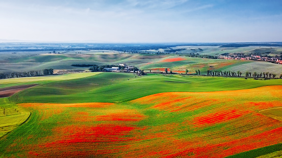 Red poppies on green grass hills, Moravia
