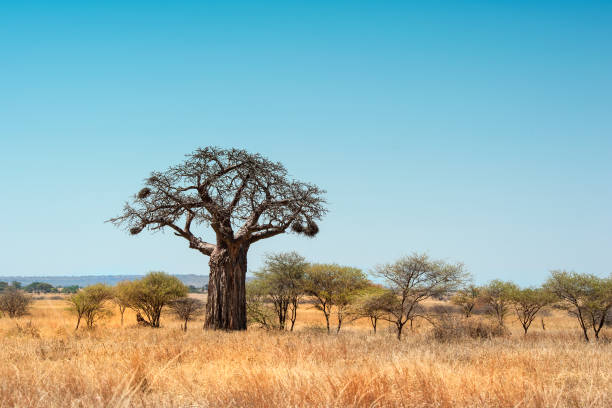 afrykańskie drzewo baobab na równinach parku narodowego taranigre - baobab zdjęcia i obrazy z banku zdjęć