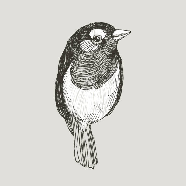 ilustrações de stock, clip art, desenhos animados e ícones de vector graphic hand drawn robin bird on retro graphic style. ink drawing, vintage style. cute bird for your design. high detailed illustration - 11305