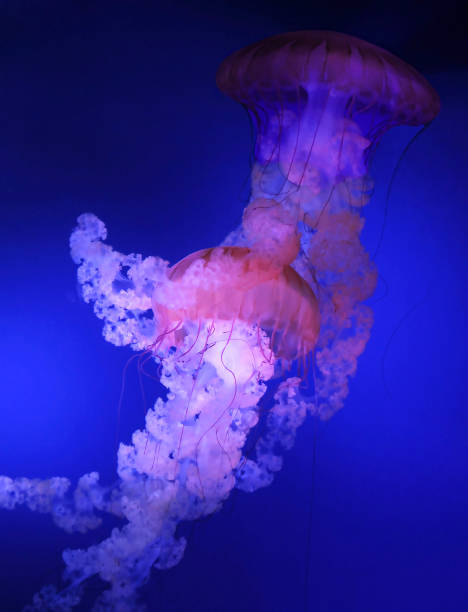 istock The Jellyfish Perform in Pairs 969710958
