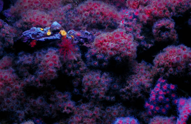 istock Under water Anemone Corals 969713138