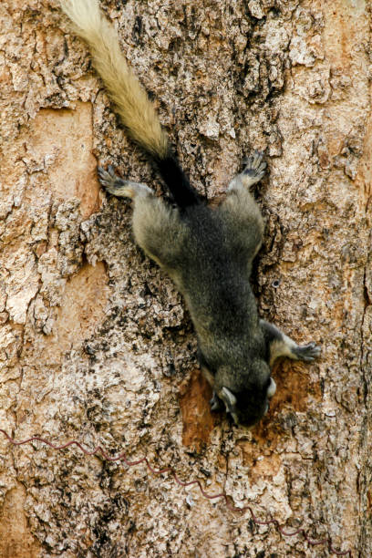 istock Squirrel is on the trunk of a tree. 969713906