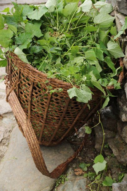 Bell pepper seedlings thrive in a plastic crate on a grassy lawn. The serene outdoor garden setting during daytime evokes a sense of freshness and peace.