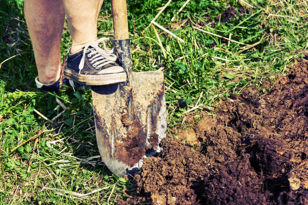 istock Female feet wearing old sneakers dig a soil using a spade 969714484