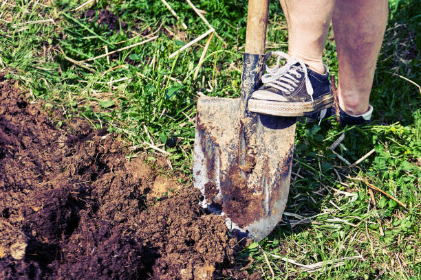 istock Woman in old sneakers digging garden bed with a spade 969714562