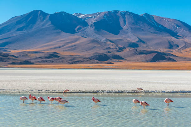 canapa lagon avec flamants roses près de uyuni en bolivie - dormant volcano photos et images de collection