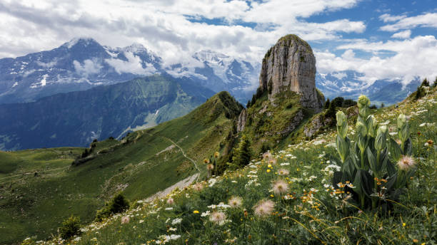 The view of the Alps from Schynige Platte