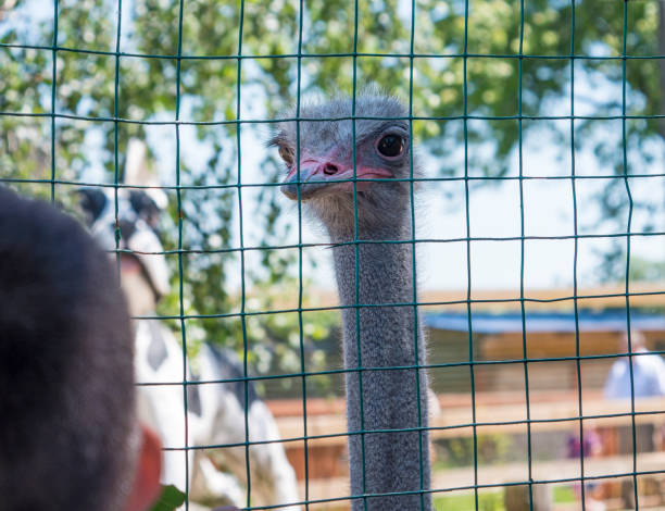 istock ostrich in the cage 969728840