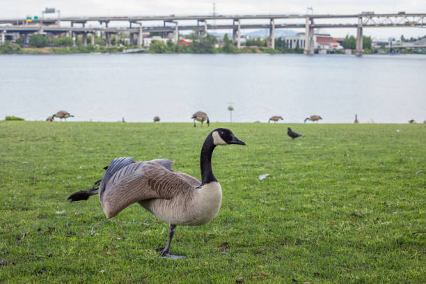 wild goose in the city or Portland