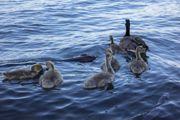 wild goose in the city or Portland