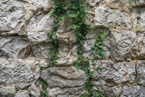 istock Texture of old rock wall for background, Medieval stone wall 969736728