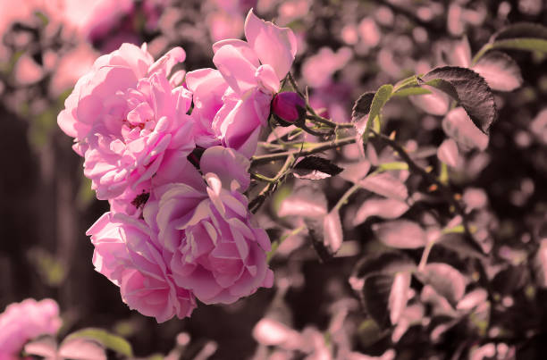 istock Delicate pink roses on the bush in the spring garden. Filter applied 969736884