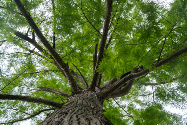 istock swamp cypress branches on sky, summer time 969737098
