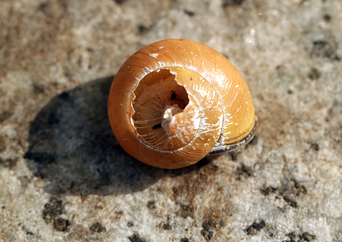 A closeup shot of a white snail shell