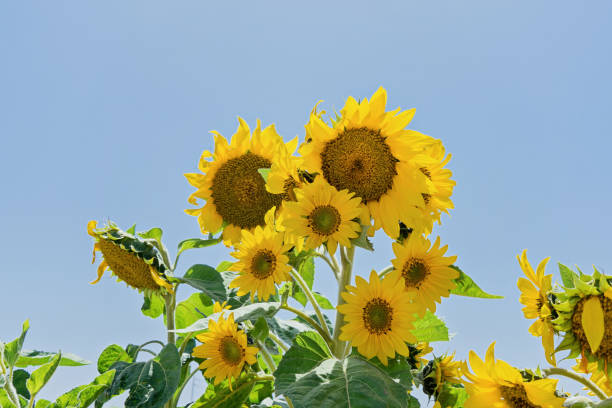 sunflower flower head daisy-like plant in sun rays - oil filed imagens e fotografias de stock