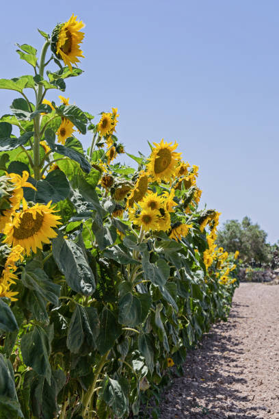 growing in row sunflowers on field vertical - oil filed imagens e fotografias de stock