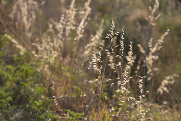 wild oats near the Simeto river in Sicily wild oats near the Simeto river in Sicily avena fatua stock pictures, royalty-free photos & images