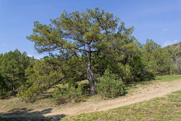 Greek Juniper (Juniperus excelsa). Greek Juniper (Juniperus excelsa) in the forest in the Crimean mountains. Spring, early April. juniperus excelsa stock pictures, royalty-free photos & images