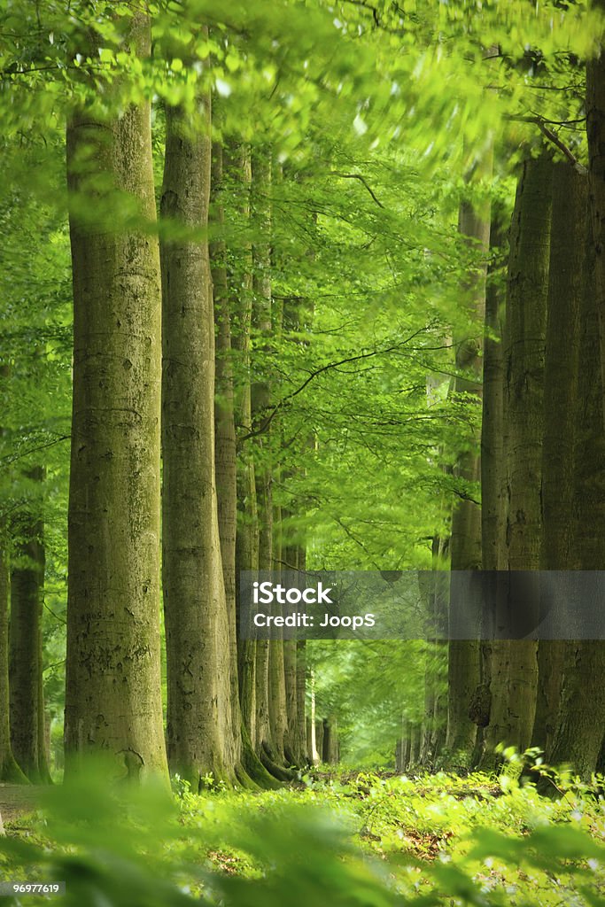 Forest Scenic  Abstract Stock Photo