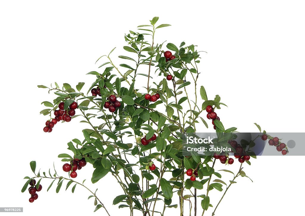 cowberry  Blueberry Stock Photo
