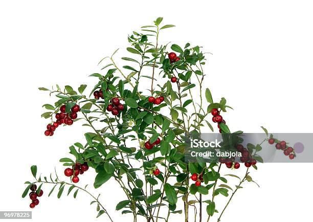 Cowberry Stock Photo - Download Image Now - Blueberry, Branch - Plant Part, Bush