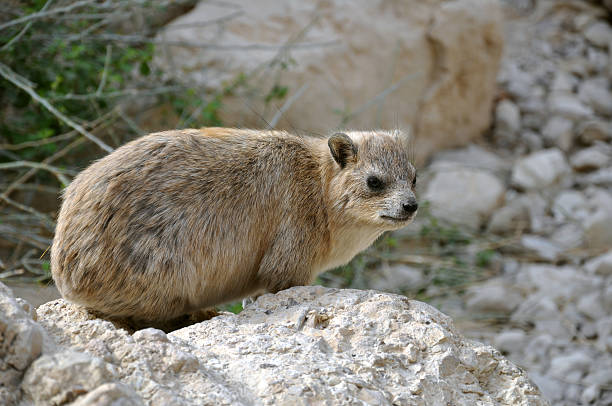 Cтоковое фото Эйн-Геди рок Hyrax