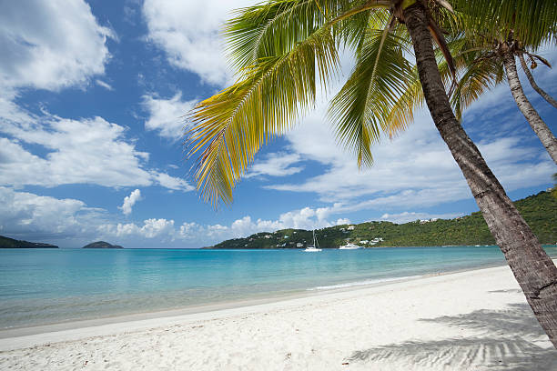istock Palm trees at Magens Bay Beach in US Virgin Islands 96978474