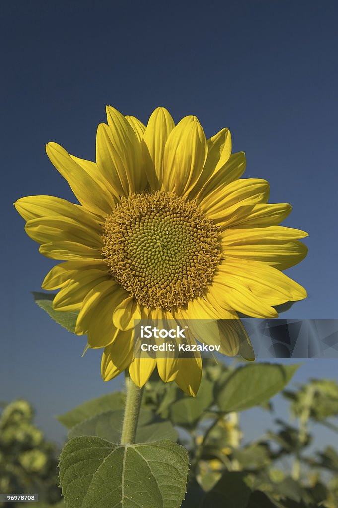 Girasol - Foto de stock de Aire libre libre de derechos