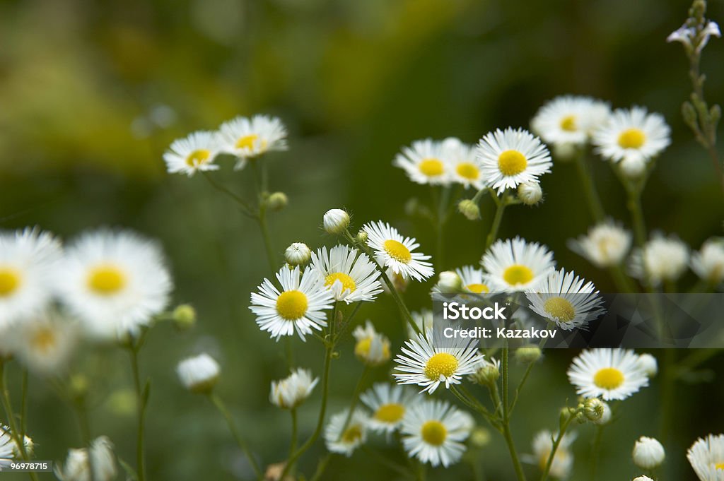 Camomile  Agricultural Field Stock Photo