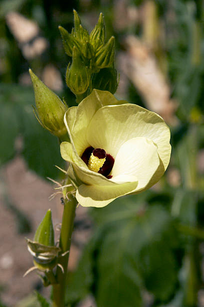 Okra flower  long stamened stock pictures, royalty-free photos & images