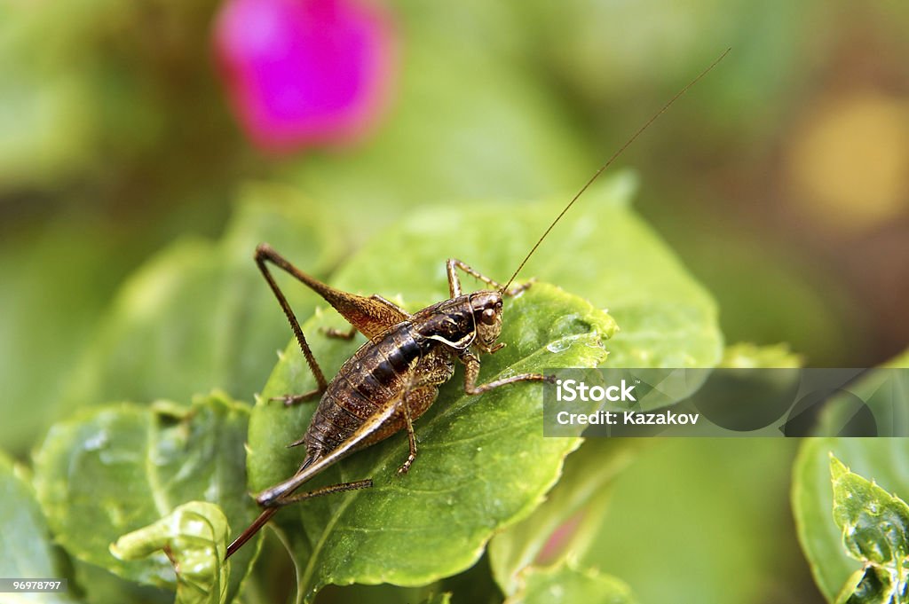 Cricket - Lizenzfrei Grille - Insekt Stock-Foto