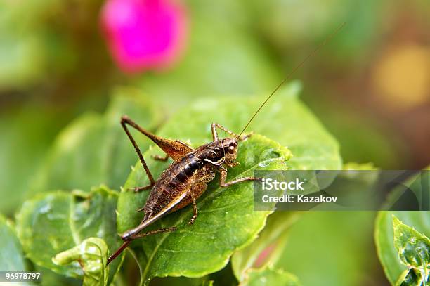 Cricket Stockfoto und mehr Bilder von Grille - Insekt - Grille - Insekt, Insekt, Makrofotografie