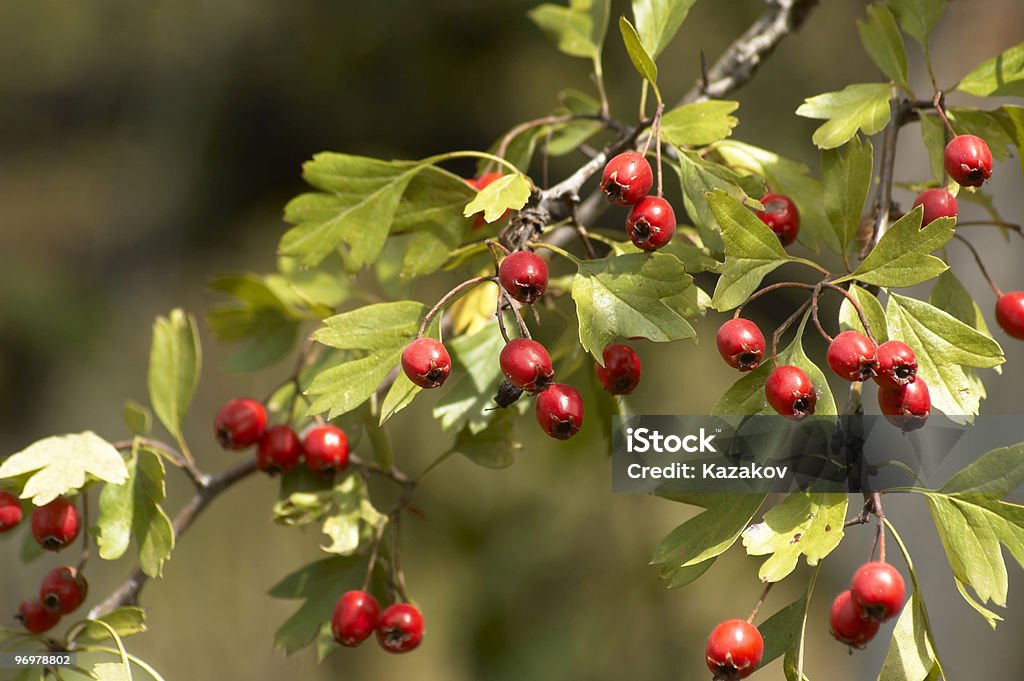 Hawthorn - Lizenzfrei Ast - Pflanzenbestandteil Stock-Foto