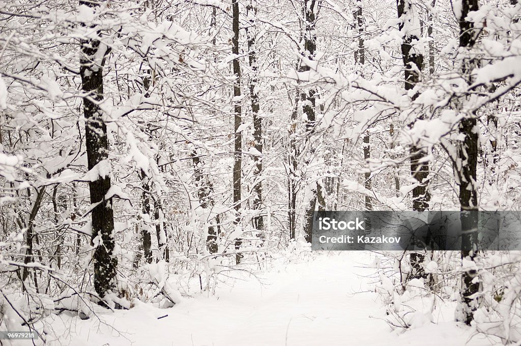 冬の森 - オークの木のロイヤリティフリーストックフォト