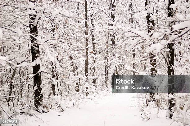 冬の森 - オークの木のストックフォトや画像を多数ご用意 - オークの木, カッコいい, カラー画像