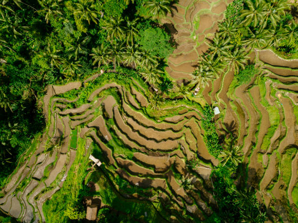 istock Tegallalang Rice Terraces in Bali 969792442